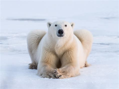 dream  true  walked   photographed polar bears