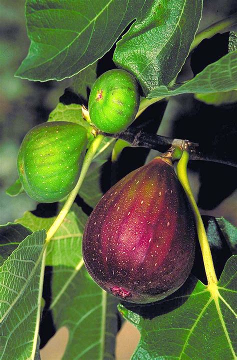 buy brown turkey organic figs ficus carica zx planting justice