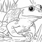 Frog Kermit Coloring Getdrawings Realistic Getcolorings sketch template