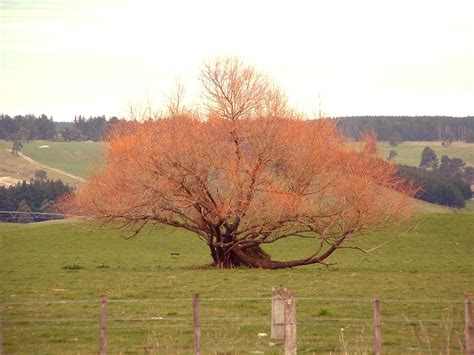 red tree  photo  freeimages