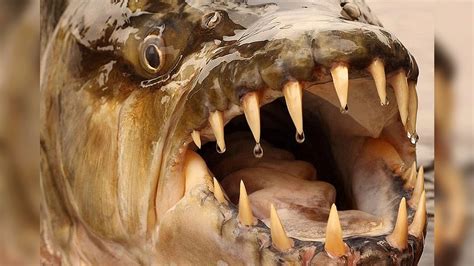 scariest types  fish   world jonathan  kantor