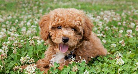 small poodle mixes  adorable curly poodle mix dogs