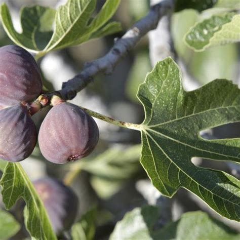 Fig Botanical Extract Organic And Natural Skin Products