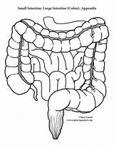 Organs Corps Intestine Cuerpo Anatomy Organes Digestivo Humain Tissue Aparatos Moldes Exploringnature Hojas Maqueta Ciencias Educacion Ciencia Vial sketch template