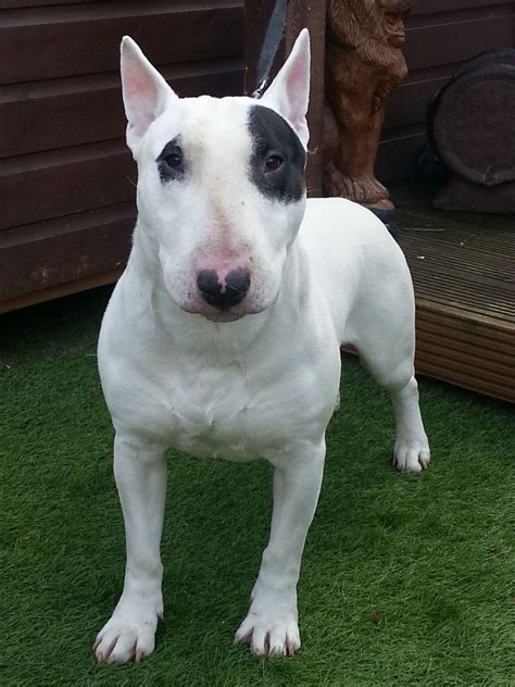 english bull terrier  sale enfield middlesex petshomes