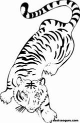 Bengala Tigre Designlooter sketch template