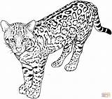 Coloring Leopard Pages Popular sketch template