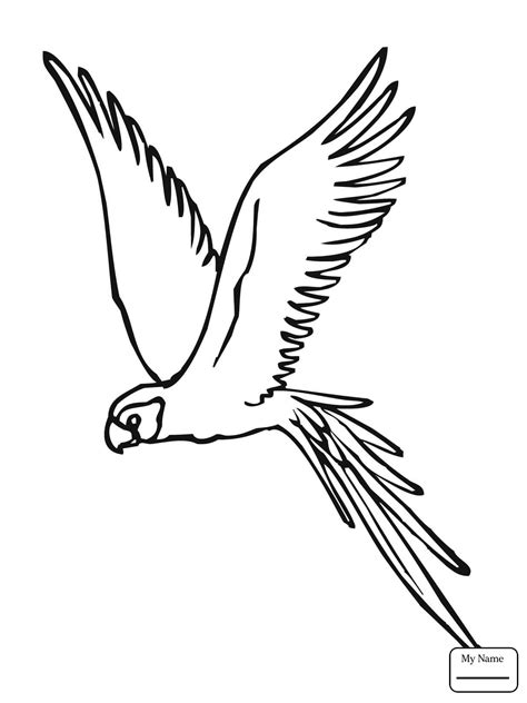 parrot flying drawing  getdrawings