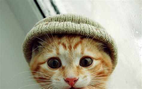 15 silly cats wearing hats all cats