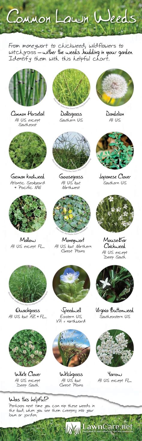 common lawn weeds  america infographic greenpal