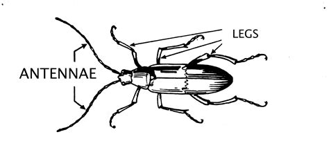 fileantennae insect png  work  gods children