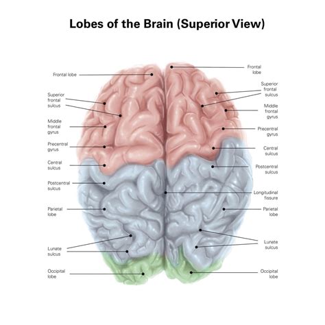 superior view  human brain  colored lobes  labels poster print  alan gesekstocktrek