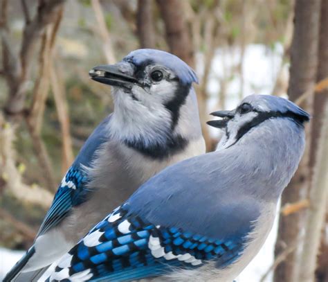 male  female birds    birdnote