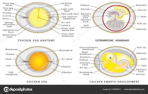 chicken egg anatomy chicken egg structure white background cross section stock vector image