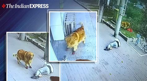 viral video man knocked unconscious after cat falls on him in china