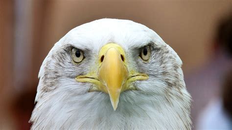 eagle species top   beautiful eagle species   world