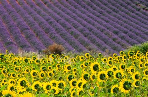 lavender  sunflowers stock photo  image  istock
