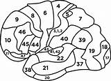 Brodmann Lateral Speech Medial sketch template