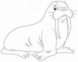 Walrus Coloring Pages Stock Morse Depositphotos Vectors Illustrations Royalty sketch template