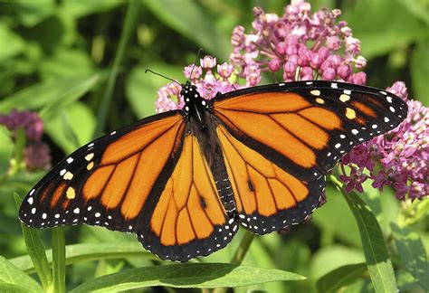 iconic monarch butterfly population  died