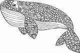 Mandala Ausmalbilder Orca Wal Dolphins Adults Mandalas Kidspressmagazine sketch template