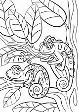 Kleurplaat Kleurplaten Wilde Kameleon Schattige Chameleons Chameleon Twee Printen sketch template