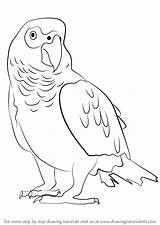 Parrot Drawingtutorials101 Colorear Papagei Graupapagei Parrots Raisingparrots Drawingfusion sketch template