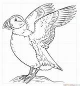 Puffin Coloring Pages Puffins Atlantic Draw Drawing Supercoloring Drawings Bird Outline Template Sketch Step Tutorials Beginners Printable Results Adult Popular sketch template