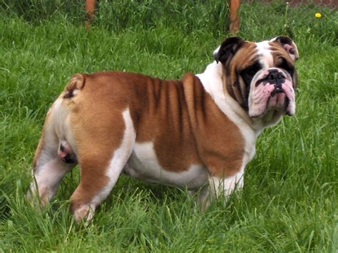 bulldog english bulldog dogs breeds pets