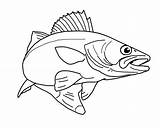 Walleye Fish Coloring Pages Template sketch template