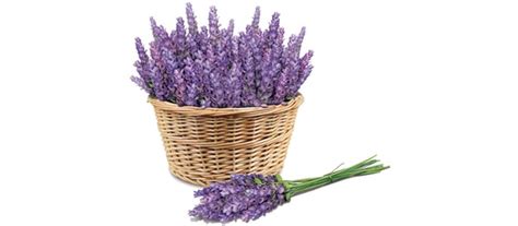 kecantikan lavender sebagai tanaman  ruanganrumah kampung flora