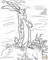 Rabbit Velveteen Coloring Pages Drawing Supercoloring Printable Silhouettes Color sketch template