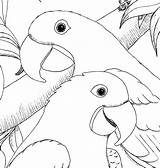 Macaw Hyacinth Kleurplaten Macaws Vogels Tekeningen Papagaaien sketch template