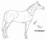 Horse Morgan Coloring Pages Getcolorings sketch template