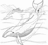 Whale Humpback Yubarta Animaux Marins Coloriage Realistic Ballena Whales Jorobada Categorías sketch template