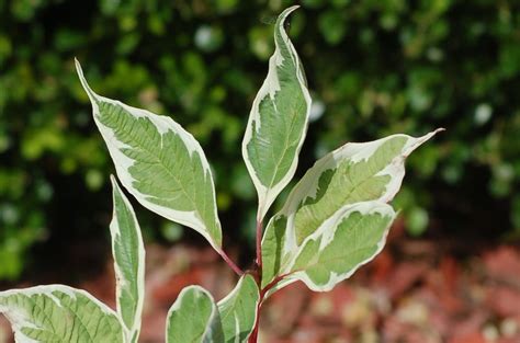 variegated leaves pictures  bi colored plants
