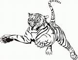 Tiger Drawing Coloring Getdrawings Siberian sketch template