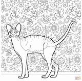 Coloring Pages Cat Rex Cornish Adults Hard Devon Hairless Cats Color Drawings Print Pa sketch template