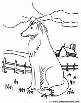 Collie Border Coloring Pages Color Printable Getcolorings sketch template