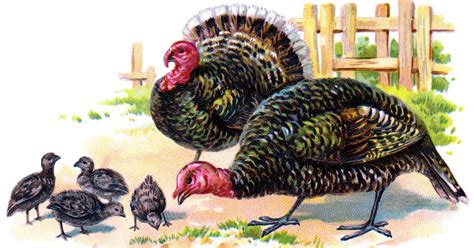 thanksgiving turkey images karens whimsy