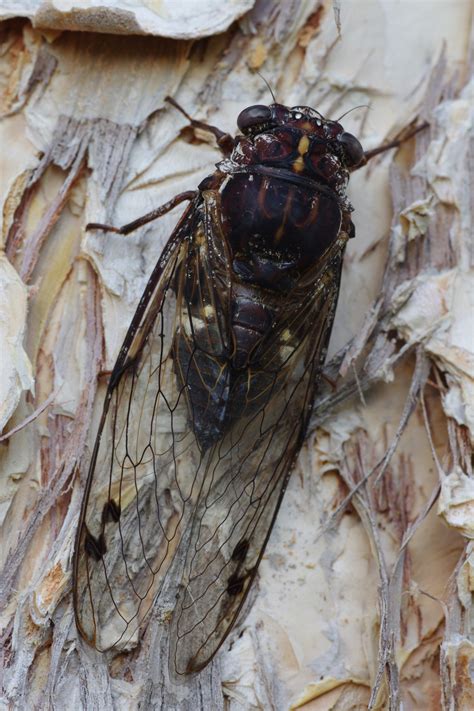 cicadafloury baker land  wildlife