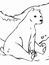 Bear Polar Coloring Pages Arctic Animals Cute Tundra Color Hare Baby Printable Drawing Outline Kids Realistic Template Bears Cub Coca sketch template