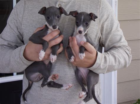 italian greyhound puppies  sale east state boulevard fl