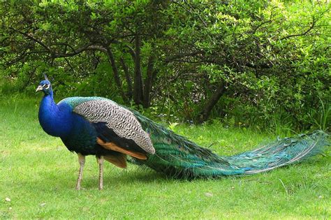 colorful  beautiful pictures  peacock incredible snaps