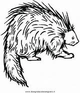 Istrice Stachelschwein Porcupine Porcospino Colorare Malvorlage Verschiedene Istrici Clipartmag Disegnidacoloraregratis Kategorien sketch template