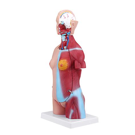 55cm Human Anatomy Unisex Torso Assembly Visceral Anatomical Model – Mrslm