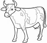 Cow Coloring Pages Drawing Outline Kids Printable Cartoon Clipart Cattle Line Caw Drawings Animal Print Cliparts Easter Cows Color Parts sketch template