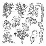 Graphicriver Unterwasserpflanzen Plante Sealife Kaynak Vec sketch template