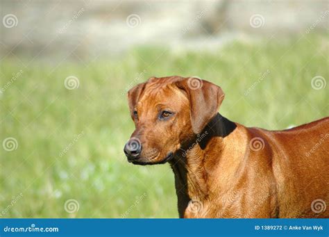 dog head stock photo image  eyes face anke emotion