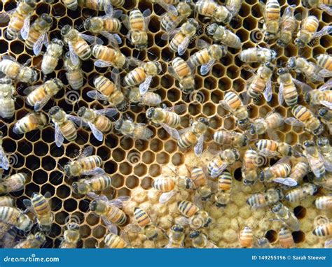 honey bee capped pupae  larva stock photo cartoondealercom
